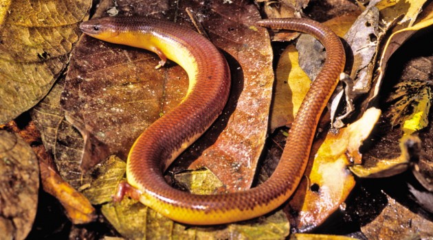 Slender skink from the Philippines