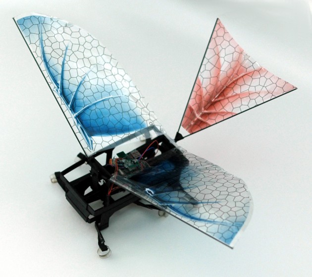A six-legged, 25 g robot has been fitted with flapping wings in order to gain an insight into the evolution of early birds and insects. Published, 18 October, in IOP Publishing's journal Bioinspiration & Biomimetics, the study showed that although flapping wings significantly increased the speed of running robots, the origin of wings may lie in animals that dwelled in trees rather than on the ground. "A wing assisted running robot and implications for avian flight evolution" (K Peterson, P Birkmeyer, R Dudley and R S Fearing 2011 Bioinspir. Biomim. 6 046008)