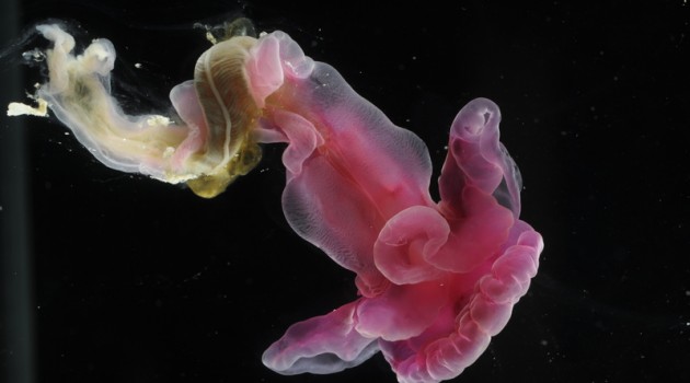 North Atlantic deep sea acorn worm - Purple species (Images courtesy David Shale)