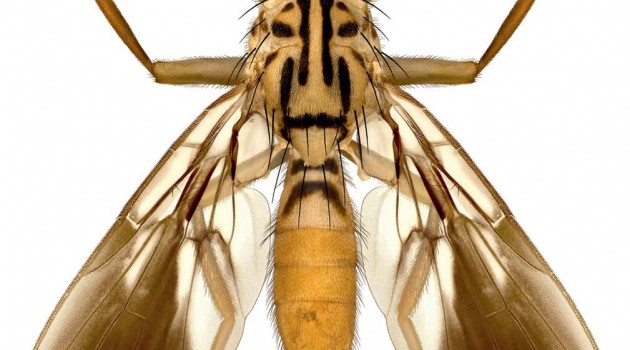 “Molynocoelia erwini,” a new species of fruit fly from Ecuador