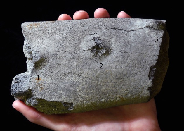 Whale bone fossil showing the three tooth marks from a shark. (Photo by Stephen Godfrey)