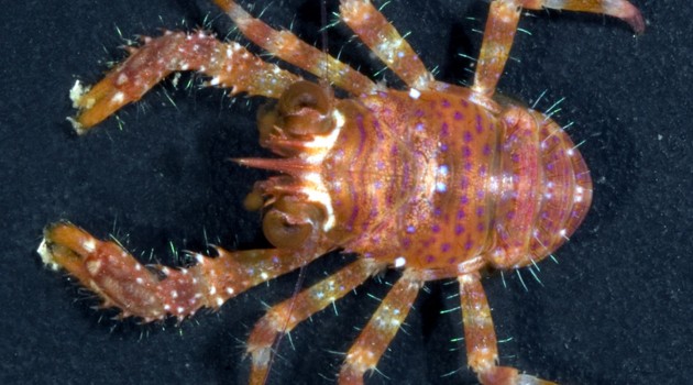 Image right: The coral reef crustacean Sadayoshia edwardsii (Photo by Gustav Paulay)