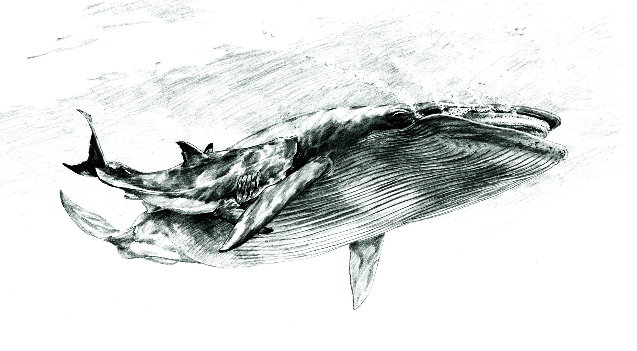 Smithsonian Insider – Details of ancient shark attack preserved in fossil  whale bone