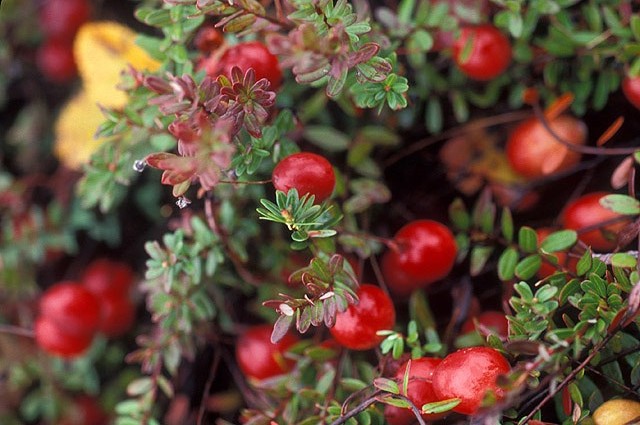 Cranberries (Photo by Keith Weller--All photos courtesy USDA Agricultural Research Service )