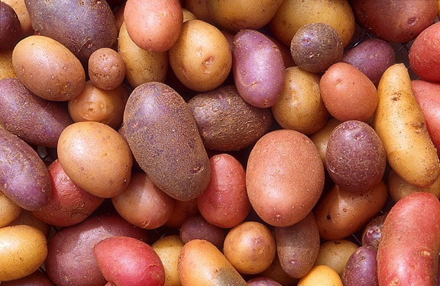 On average, Americans devour about 142 pounds of potatoes per year. (Photo by Scott Bauer)