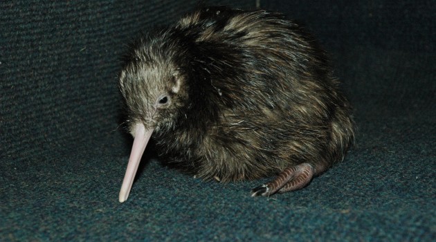 Kiwi chick hatching a success at the National Zoo