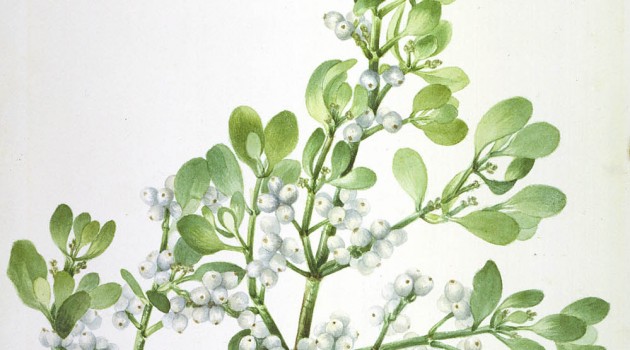 Mistletoe facts from a Smithsonian botanist