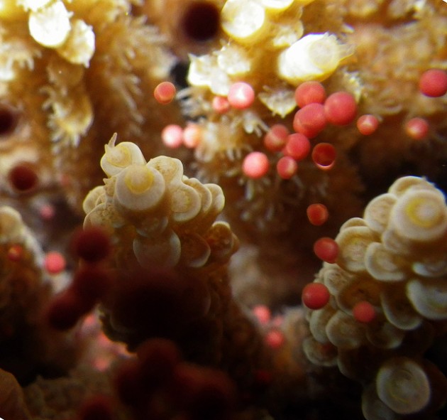 coral spawning