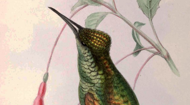 Lithograph of the hummingbird Trochilus maria from the 1849 book “Illustrations of Birds of Jamacia”