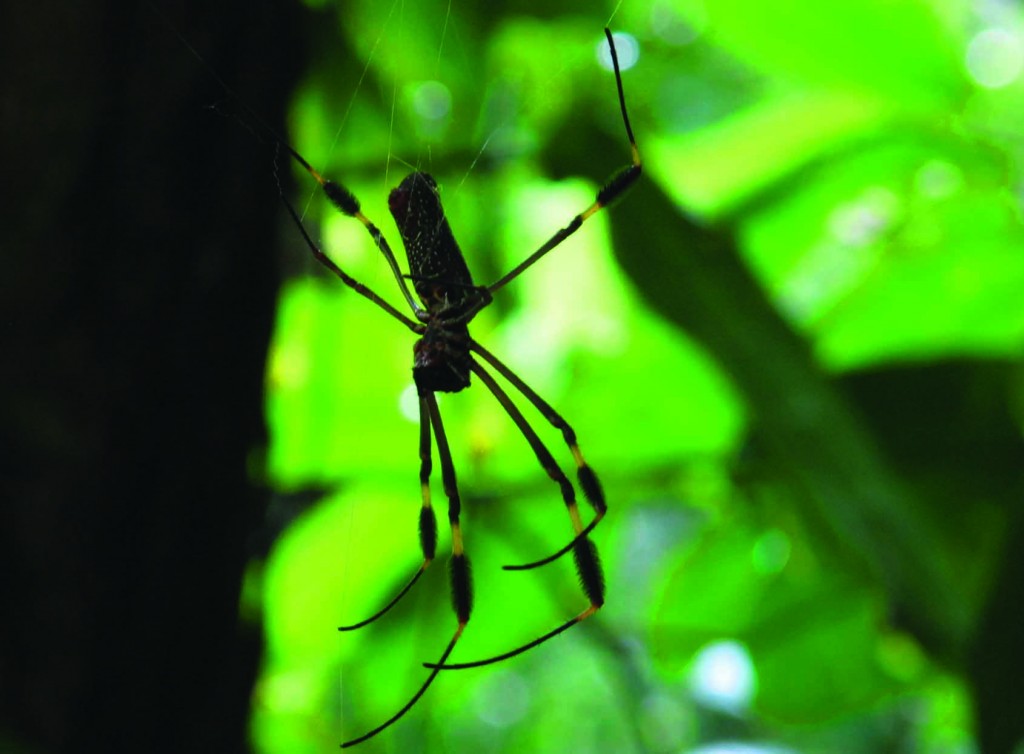 An adult Nephila clavipes, a big tropical spider, has plenty of room in its body for its brain. (Photo by Pamela Belding)