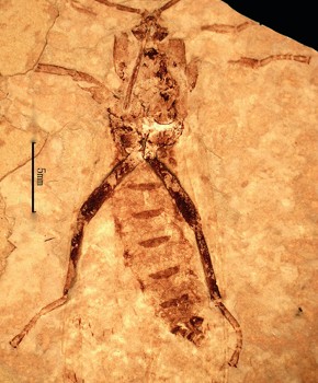 Jeholopsyche liaoningensis