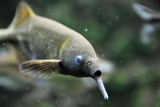 Peters Elephantfish