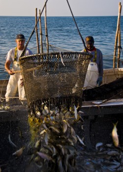 Menhaden catch