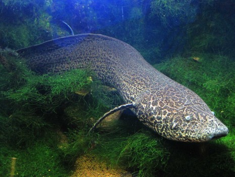 Speckle-bellied lungfish