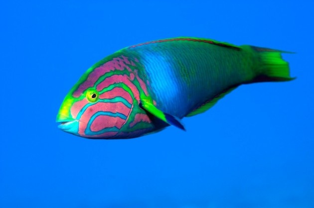 5 amazing facts that'll change the way you think about fish