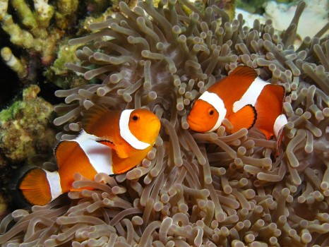 Smithsonian Insider – Anemone fish, Tioman Island, Malaysia (Photo by ...