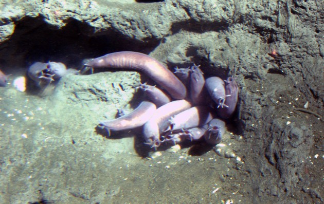 Pacific hagfish (Eptatretus stoutii) in a hole at 150 meters depth. Latitude 37 58 N., Longitude 123 27 W. California, Cordell Bank National Marine Sanctuary. 2004. Photographer: Linda Snook. Credit: NOAA/CBNMS.