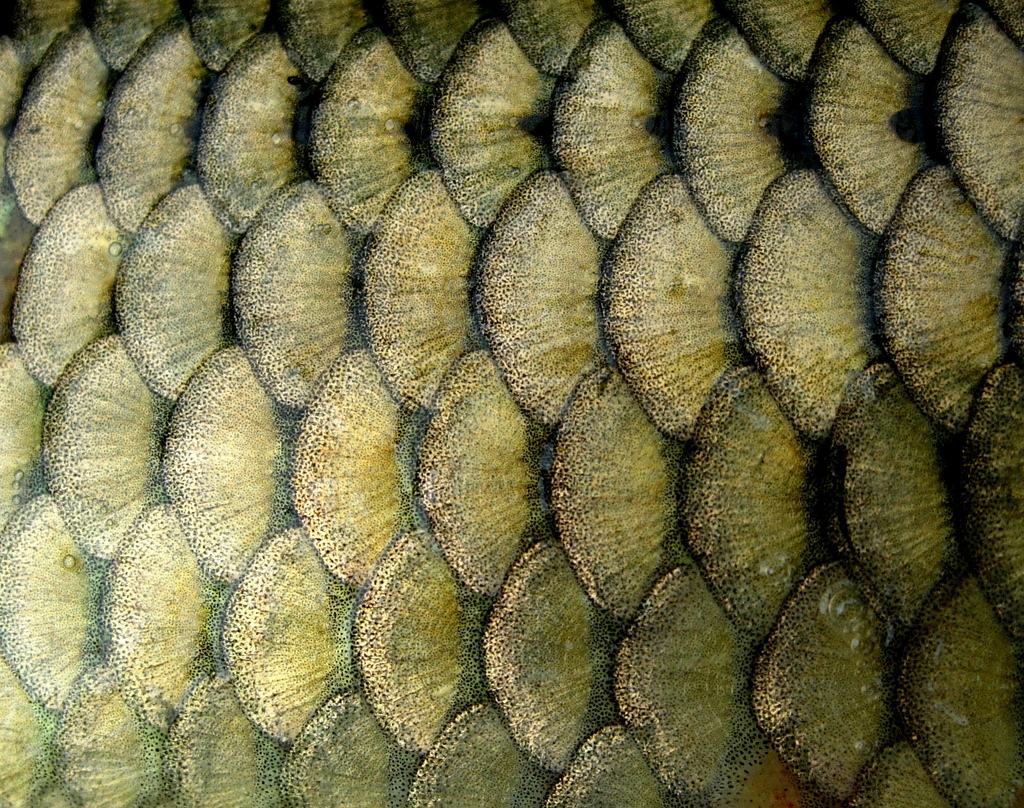 Smithsonian Insider – Carp Scales (Photo by Karsten Elmose Vad ...