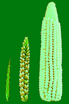 Wild forms of Zea mays are called 'Teosinte'. Image description: Over time, selective breeding modifies teosinte's few fruitcases (left) into modern corn's rows of exposed kernels (right). (Photo courtesy of John Doebley.).