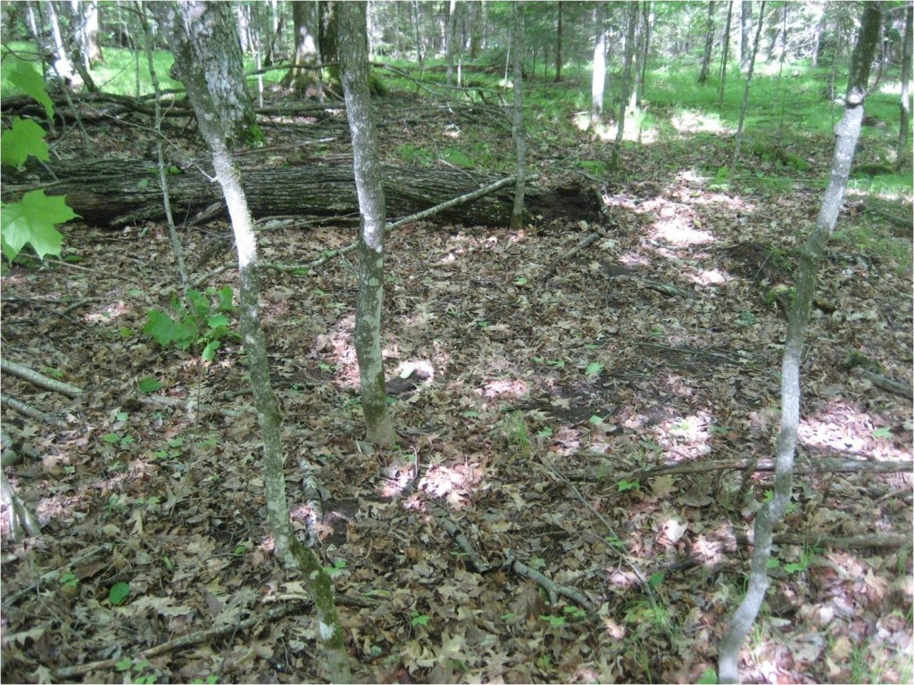 Image right: A forest experiencing heavy earthworm invasion often has few remaining herbaceous plants and seedlings, no intact litter layer, and extensive patches of bare soil. (Photo by Scott Loss)