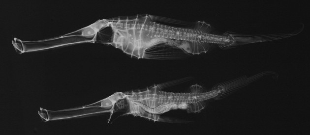 x-ray fish