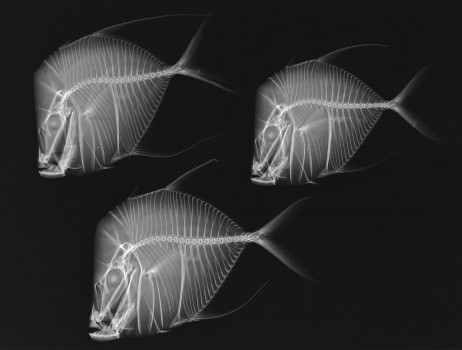 x-ray fish