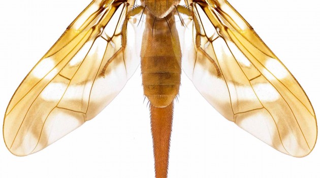 “Anastrepha conflua,” new fruit fly species