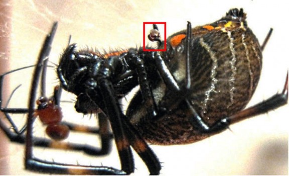 Image right: An Nephilengys malabarensis female with a severed male palp (red box) lodged in her epigynum after copulation, and a half-cannibalized male at her side. (Photo by Daiqin Li)