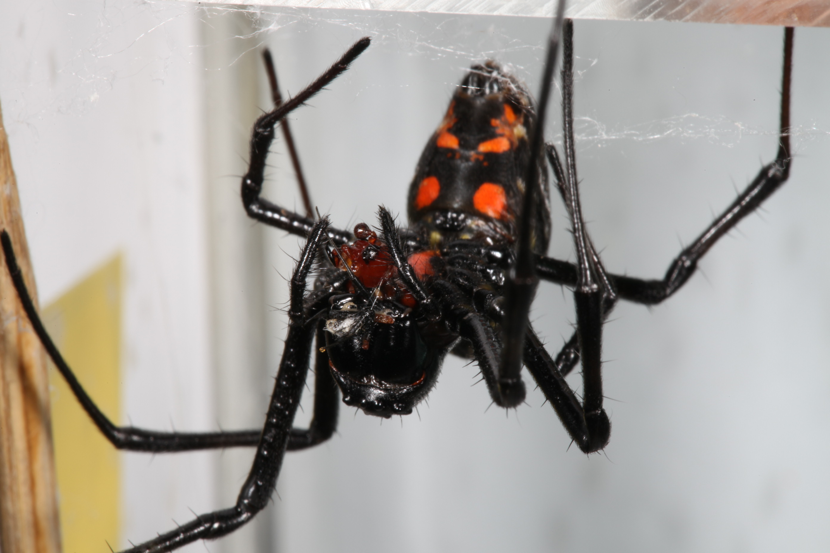 Smithsonian Insider Male Spiders Sexual Organs Work Fastest Only When A Female Breaks Them 5434