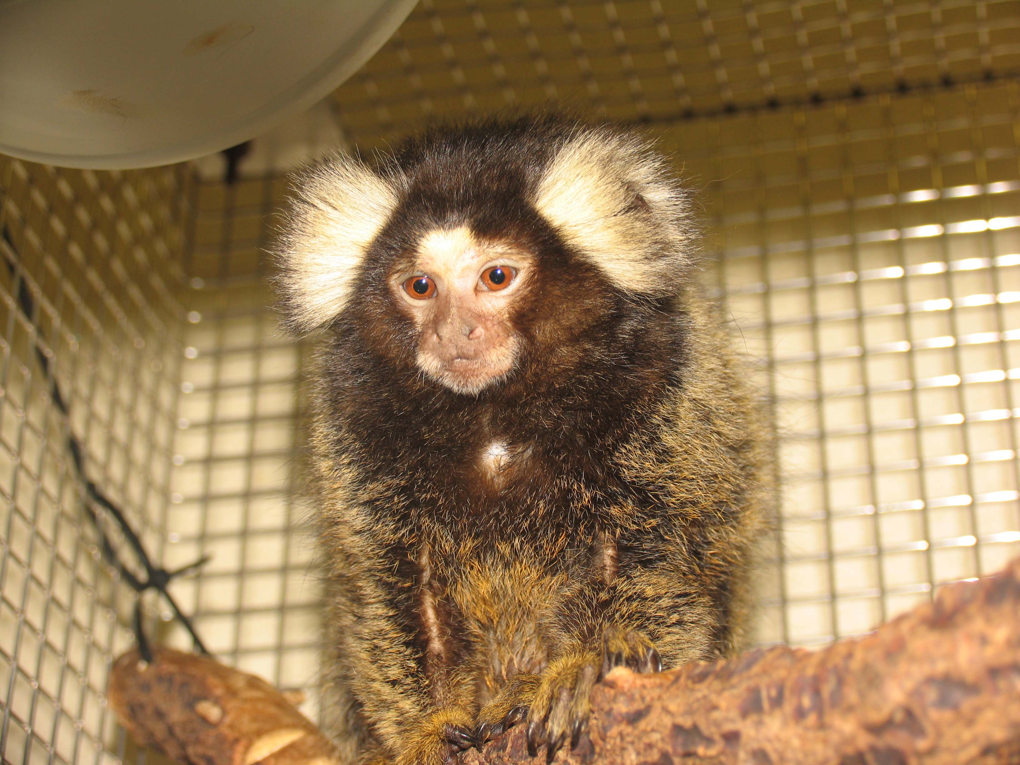 Is obesity predestined at infancy? Marmoset study may help ...
