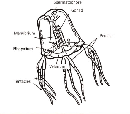 jellyfish diagram