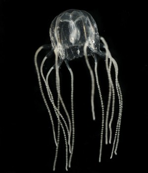 The box jellyfish Tripedalia cystophora. (Photo by Jan Bielecki)