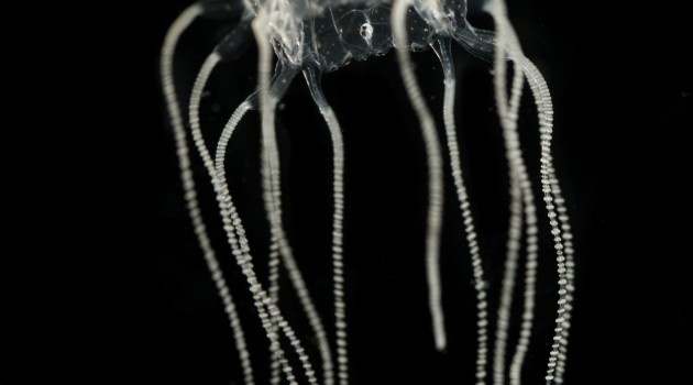 Image right: The box jellyfish Tripedalia cystophora. (Photo by Jan Bielecki)