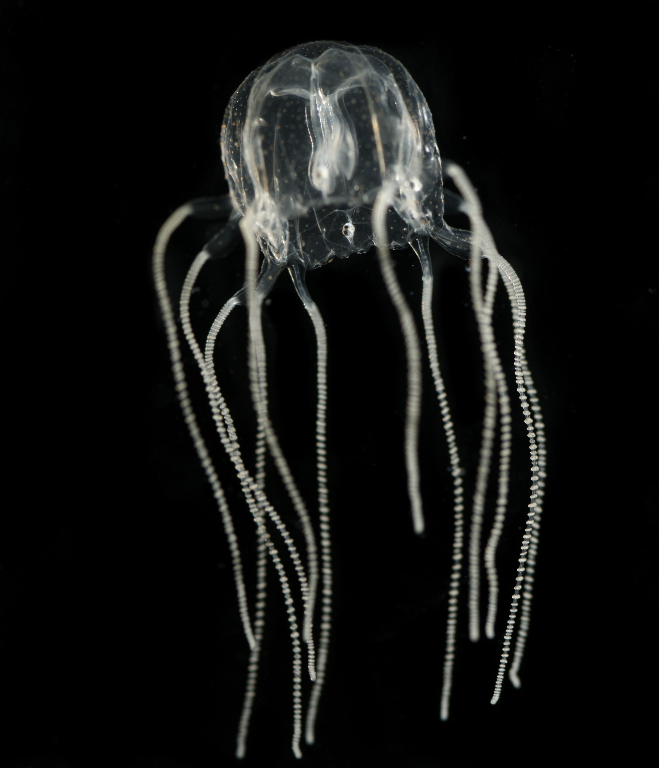 Box Jellyfish For Sale at Juanita Stone blog