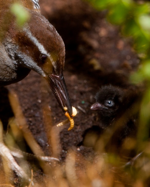 Extremely rare Guam rails hatch at the Smithsonian’s National Zoo ...