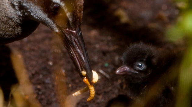 Extremely rare Guam rails hatch at the Smithsonian’s National Zoo