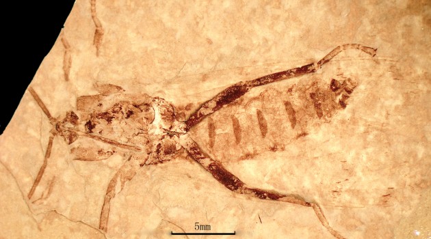 Meet the 125-million-year-old pollinator “Jeholopsyche liaoningensis”