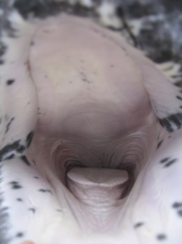 narwhal mouth