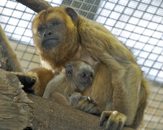 Smithsonian Insider – Howler monkey born at National Zoo | Smithsonian ...