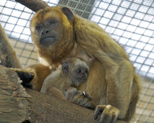 Black howler monkey  Smithsonian's National Zoo and Conservation