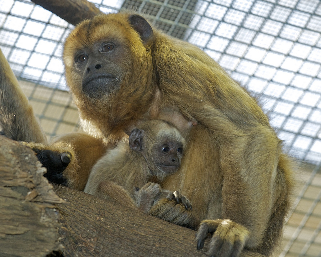 Smithsonian Insider – Howler monkey born at National Zoo | Smithsonian ...