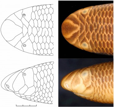 Dorsal (top) and left lateral (bottom) views of the head of the holotype of Ramphotyphlops adocetus (USNM 529971). The illustration of the scale pattern on the left is based on the free edge of the scale plates. The scale bar represents three millimeters.