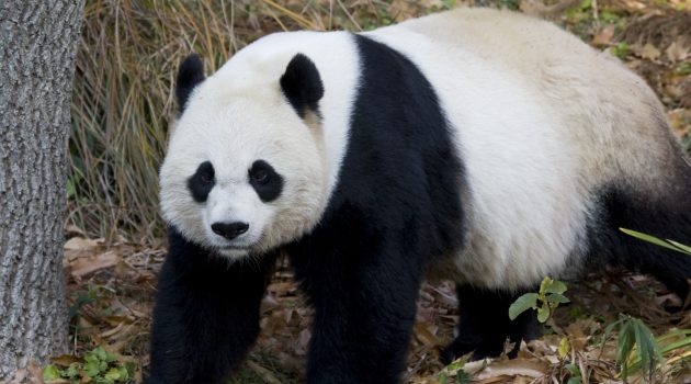Mei Xiang, a giant panda at the Smithsonian's National Zoo in Washington, D.C.