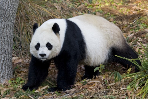 Mei Xiang, a giant panda at the Smithsonian's National Zoo in Washington, D.C.