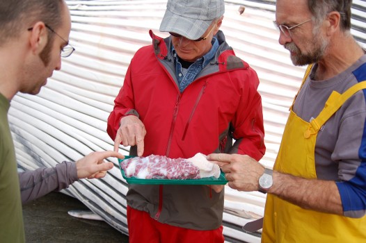 Scientists point to a ridge of tissue sampled from the throat pouch a fin whale