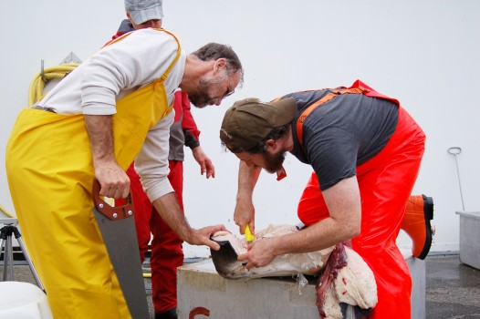 scientists dissect tissue samples