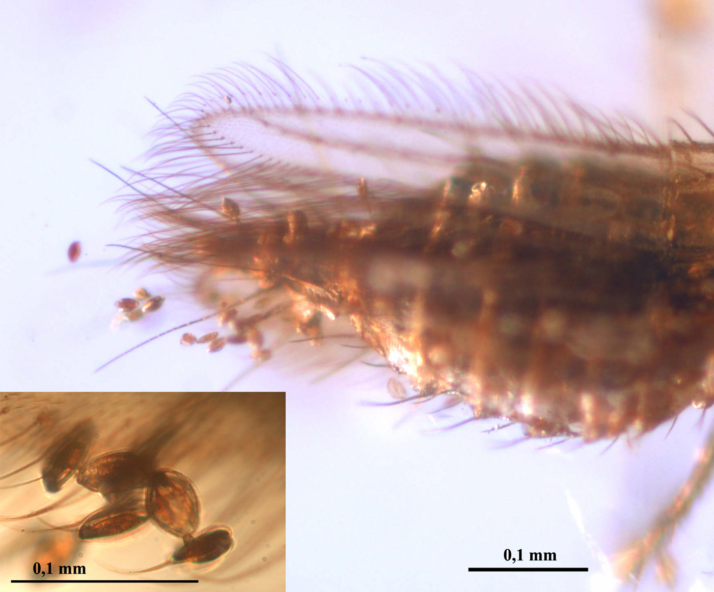 Smithsonian Insider – Insect mimic of ginko-like leaf discovered 165  million years after its extinction