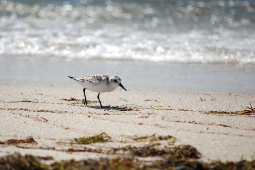 Sanderling on beach