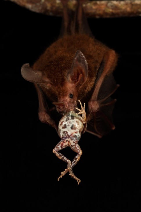 A fringe-lipped bat consumes a túngara frog. (Photo by Christian Ziegler)