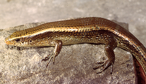 Speaking of skinks: short limbed, long tailed & prehistoric